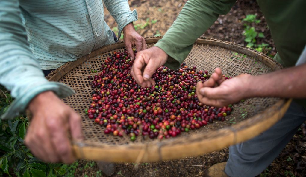 Bean There, Done That: Brazil’s Coffee Harvest Dances to a Delightful 66%!