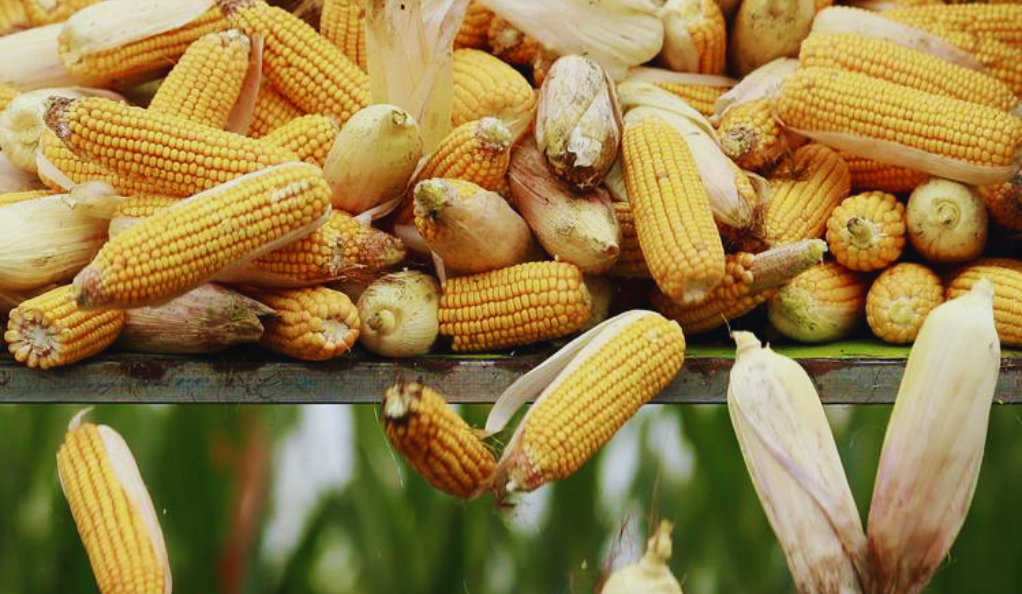 Analyzing Corn Prices: Potential Decline Ahead?